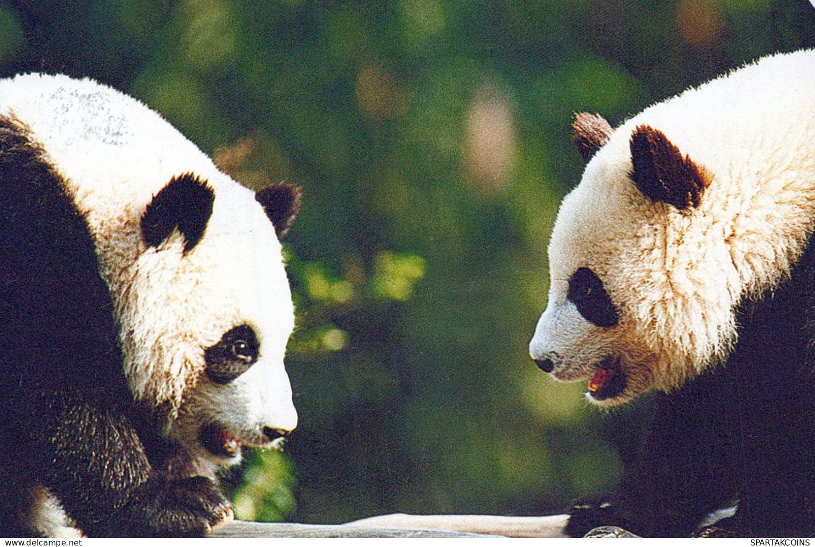 PANDA BEAR Animals Vintage Postcard CPSM #PBS098.GB - Ours