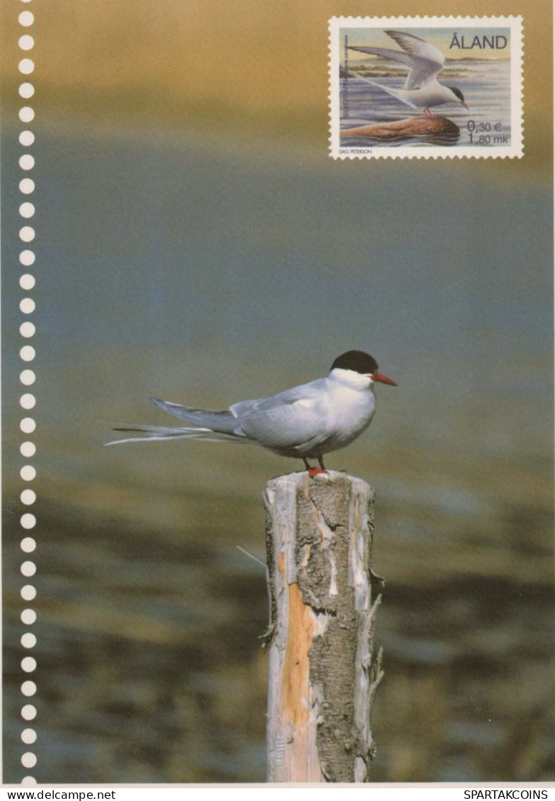 BIRD Animals Vintage Postcard CPSM #PBR432.GB - Oiseaux