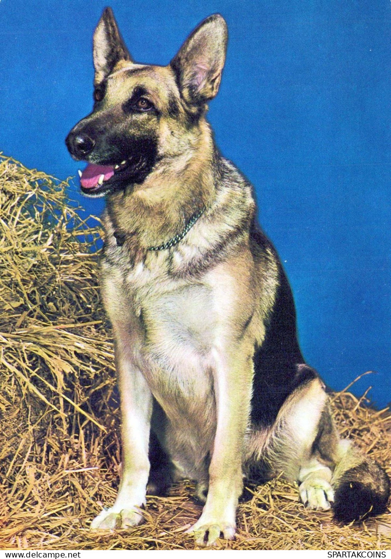 DOG Animals Vintage Postcard CPSM #PBQ581.GB - Dogs