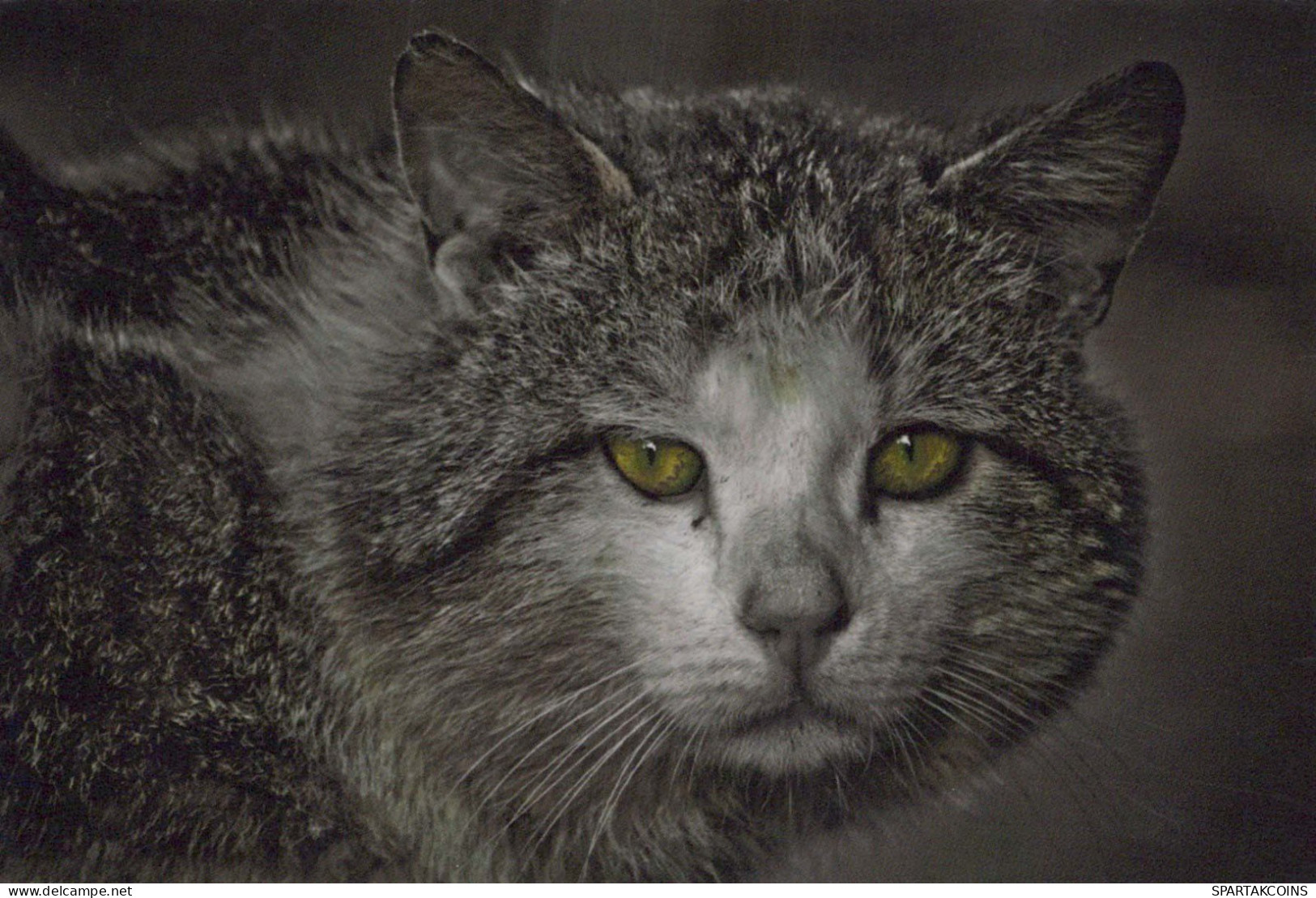CAT KITTY Animals Vintage Postcard CPSM #PBQ965.GB - Chats