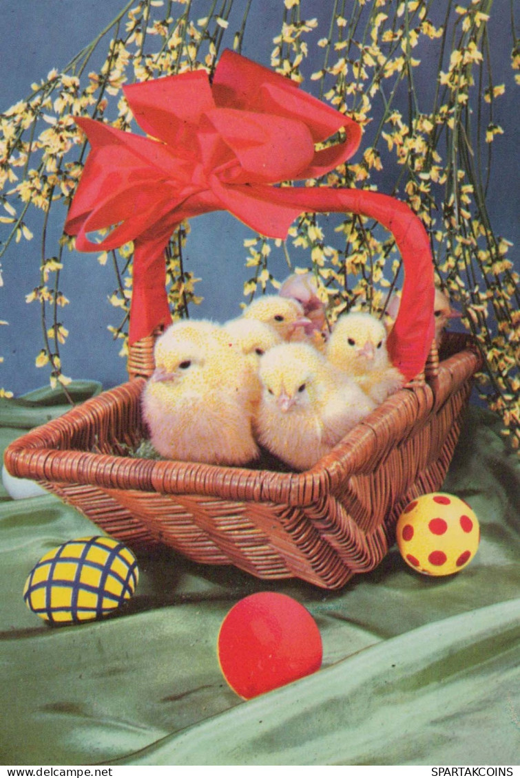 EASTER CHICKEN EGG Vintage Postcard CPSM #PBO858.GB - Easter