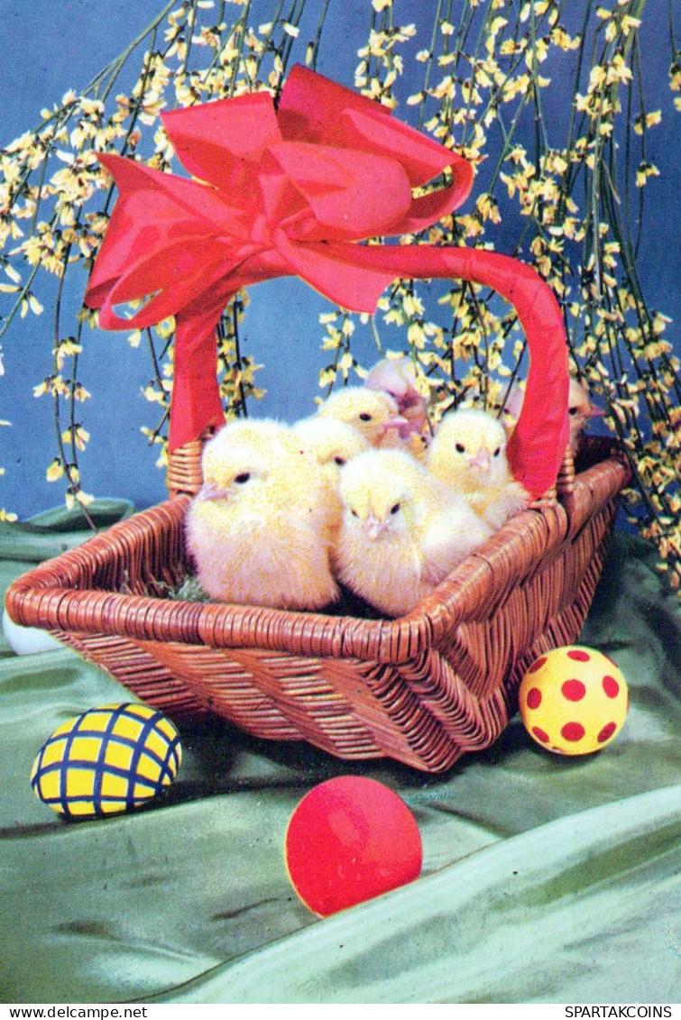 EASTER CHICKEN EGG Vintage Postcard CPSM #PBO858.GB - Easter