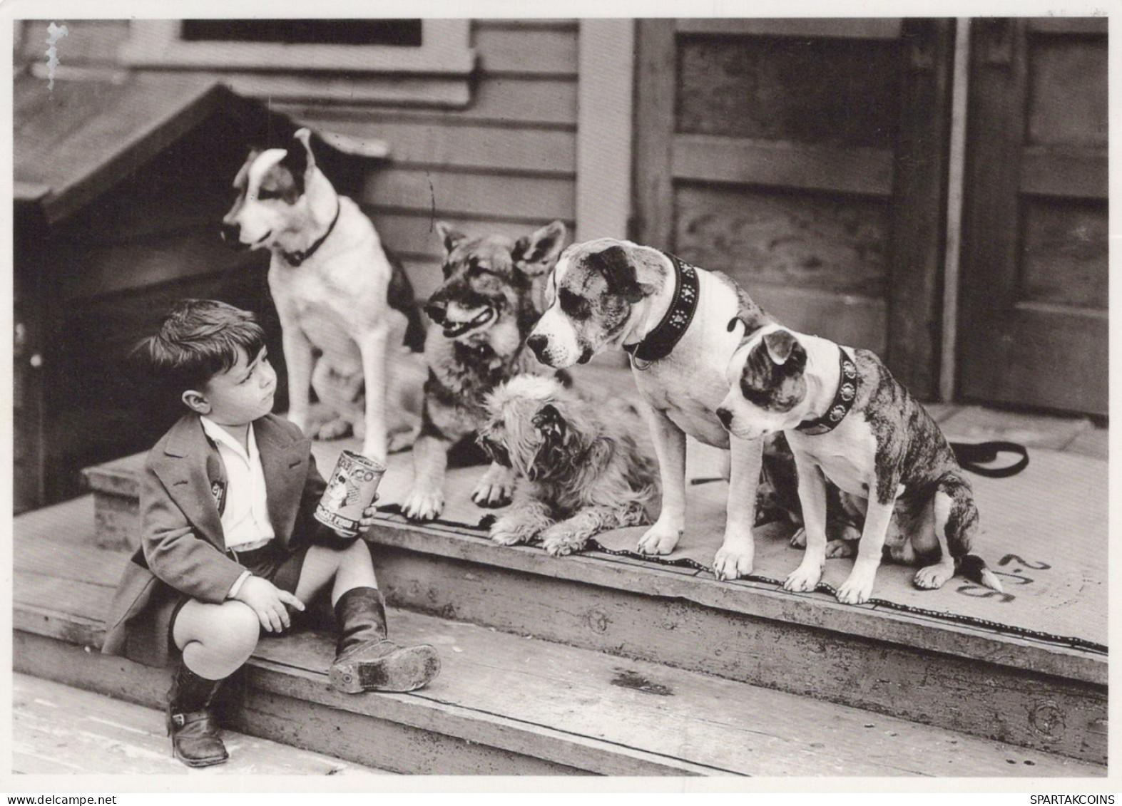 CHIEN Animaux Vintage Carte Postale CPSM #PAN883.FR - Dogs