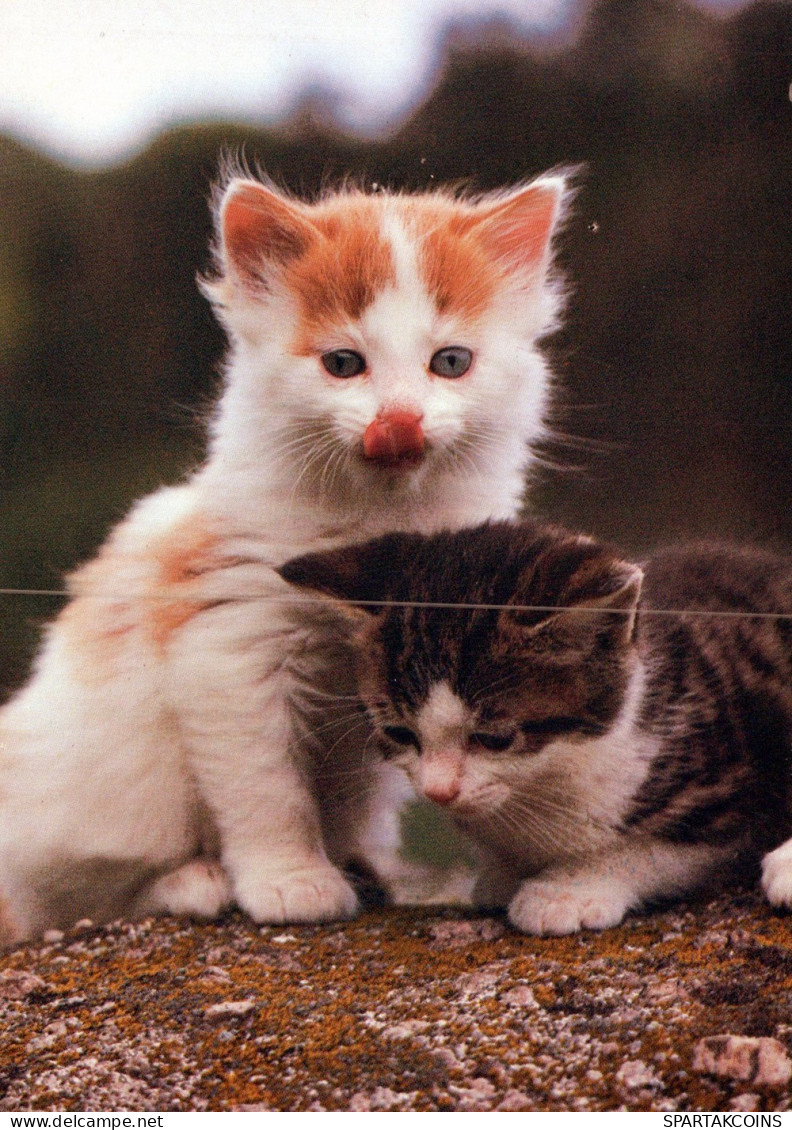 CHAT CHAT Animaux Vintage Carte Postale CPSM #PAM301.FR - Katzen