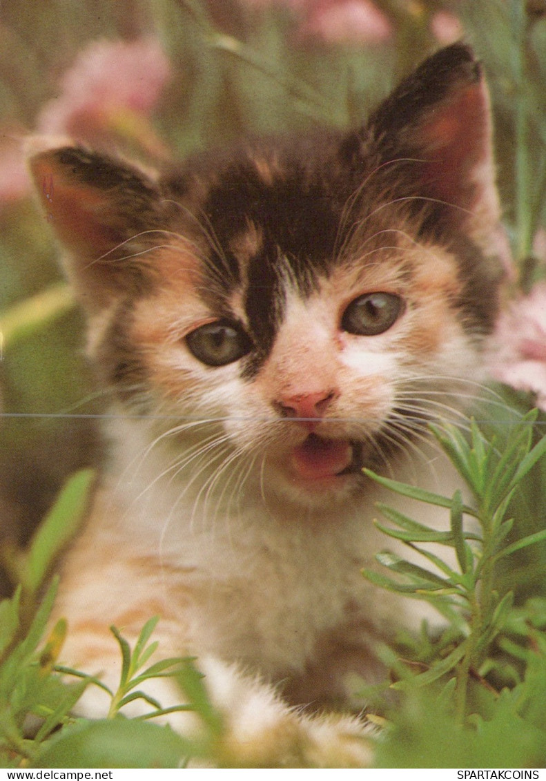 CHAT CHAT Animaux Vintage Carte Postale CPSM #PAM179.FR - Cats