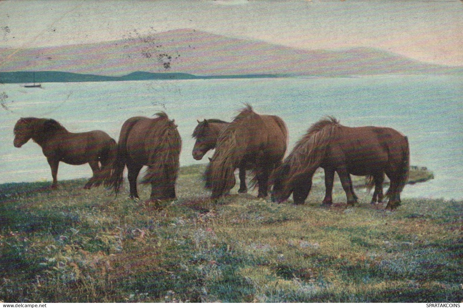BURRO Animales Vintage Antiguo CPA Tarjeta Postal #PAA325.ES - Donkeys