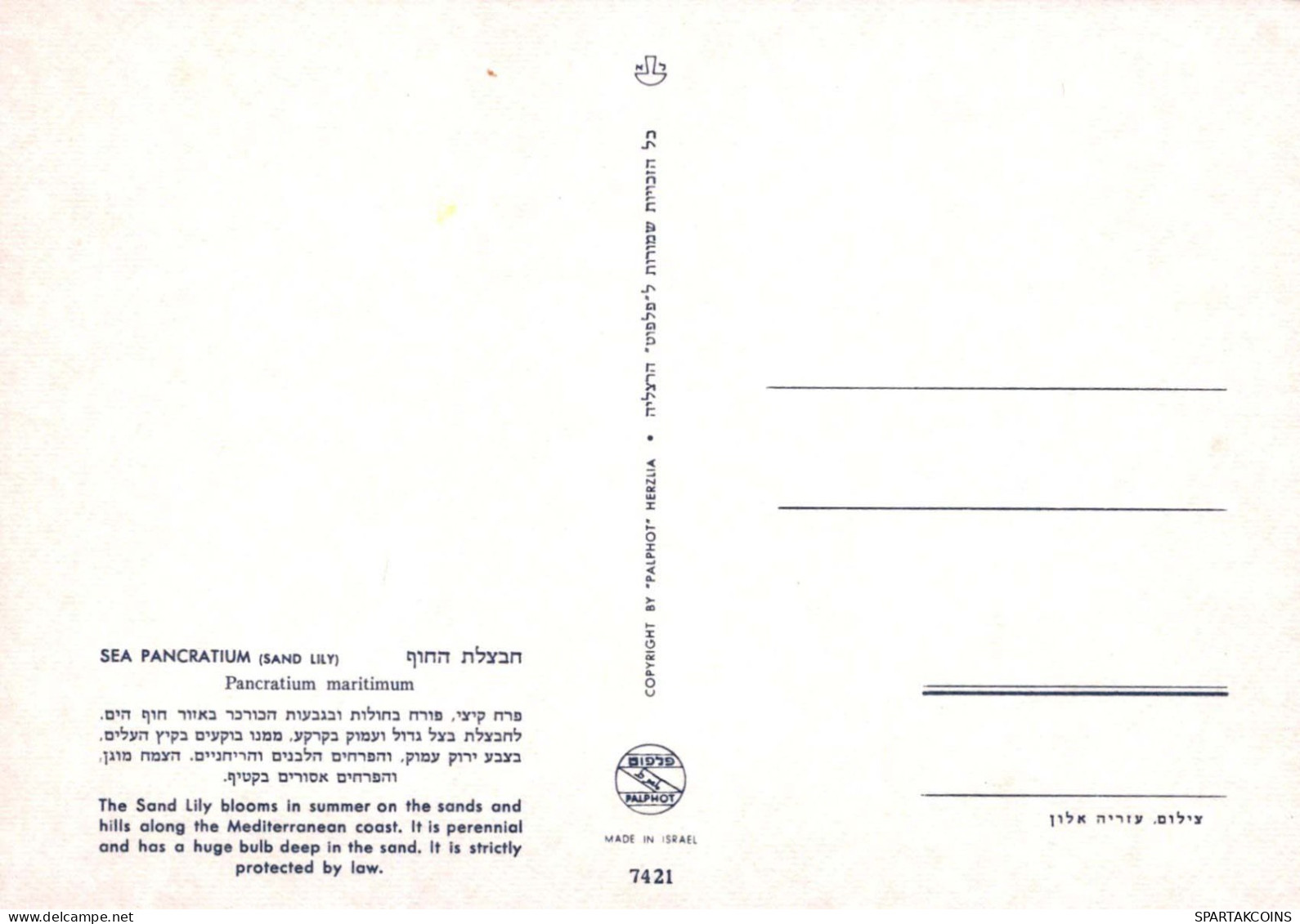 FLORES Vintage Tarjeta Postal CPSM #PBZ085.ES - Bloemen