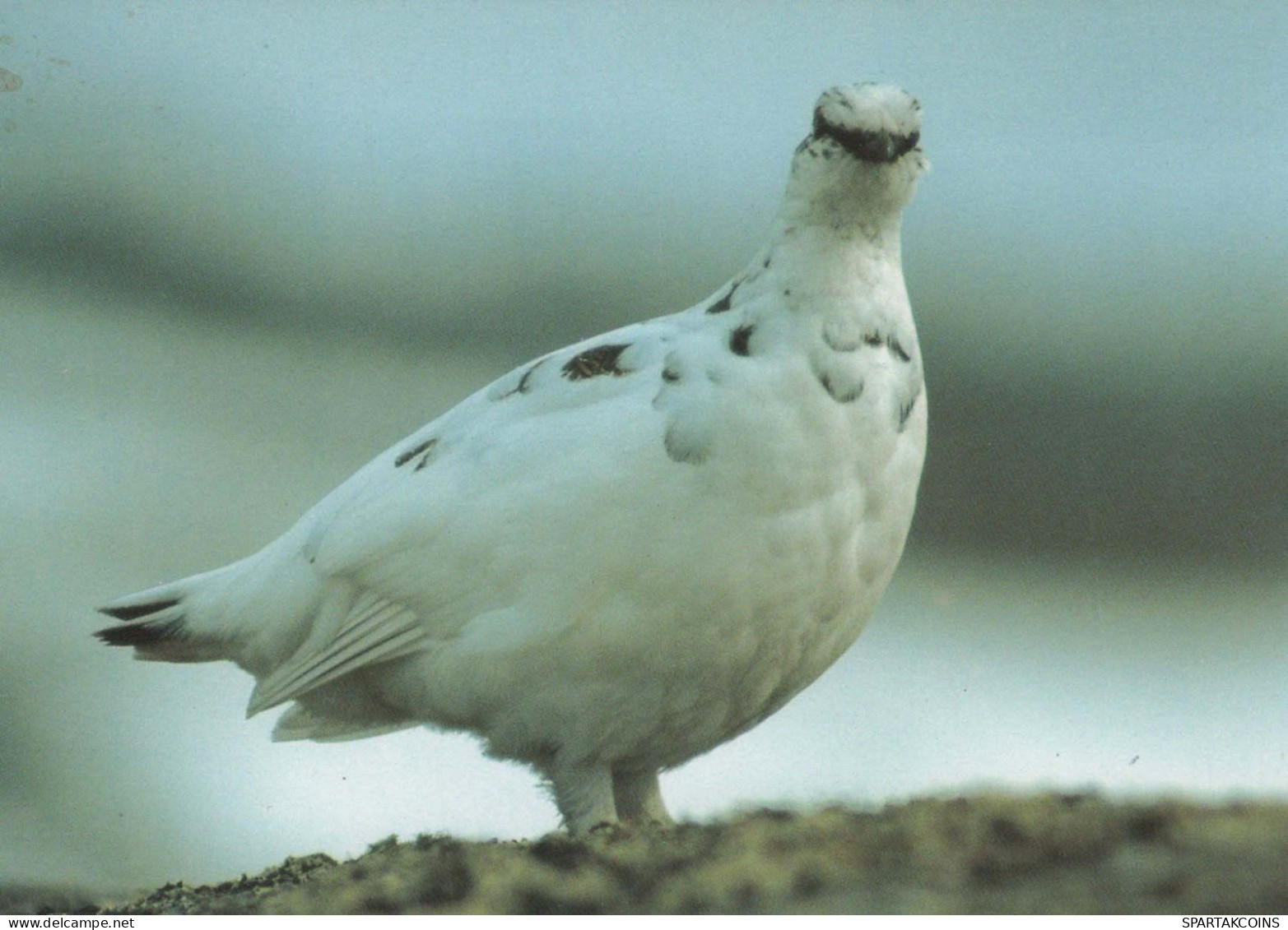 PÁJARO Animales Vintage Tarjeta Postal CPSM #PBR555.ES - Oiseaux