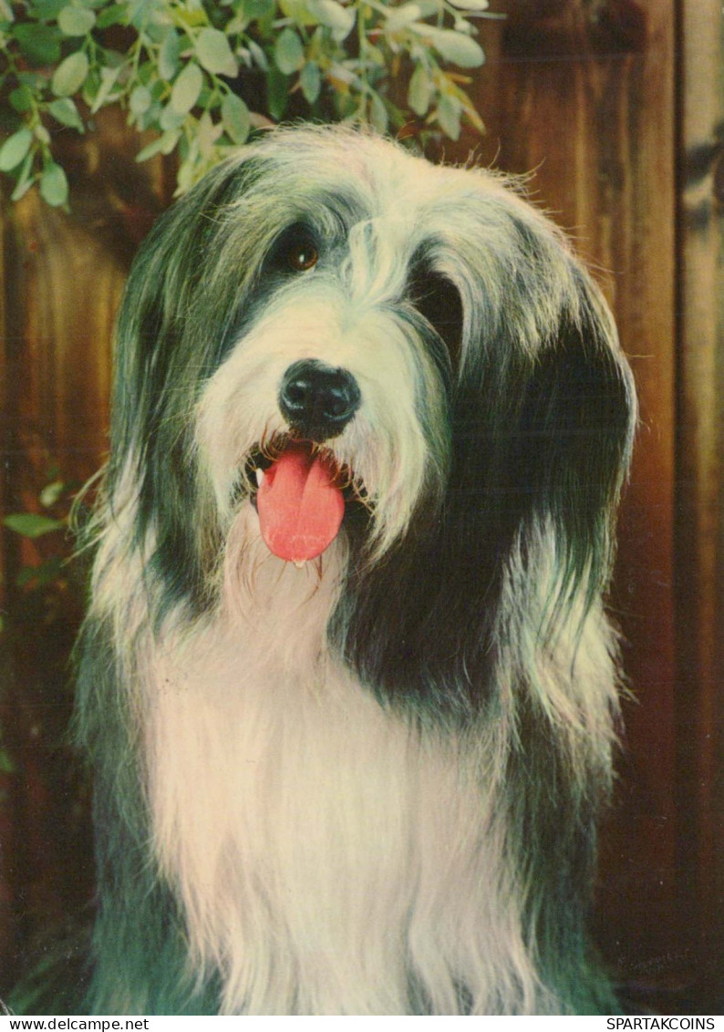 PERRO Animales Vintage Tarjeta Postal CPSM #PBQ582.ES - Dogs