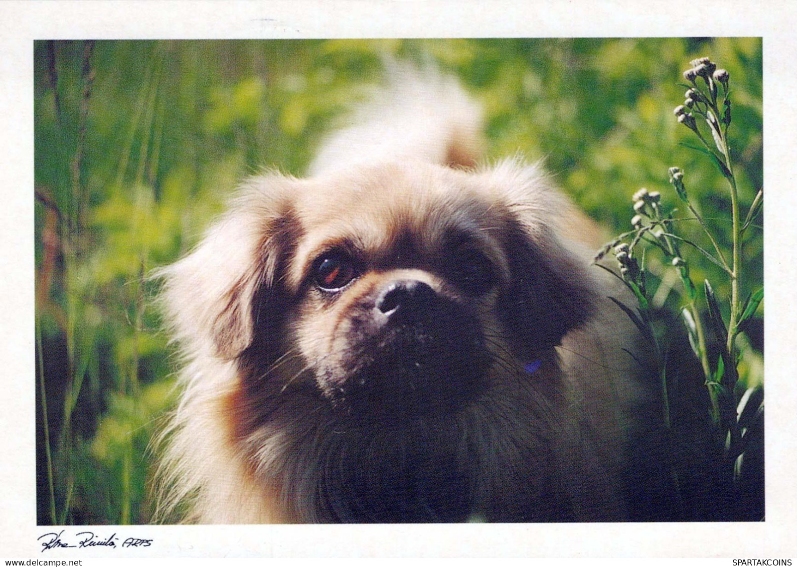 PERRO Animales Vintage Tarjeta Postal CPSM #PBQ448.ES - Dogs