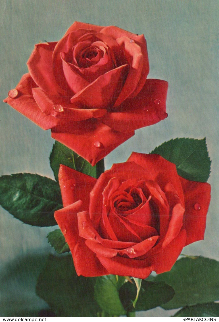FLOWERS Vintage Ansichtskarte Postkarte CPSM #PAS160.DE - Blumen