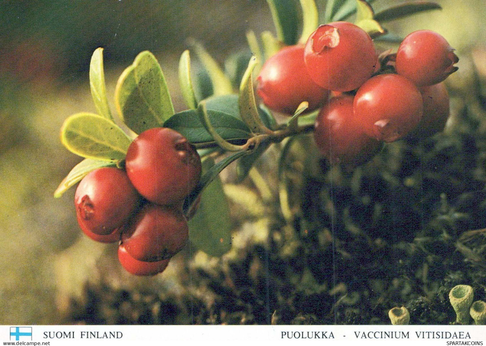 FLOWERS Vintage Ansichtskarte Postkarte CPSM #PAR559.DE - Flores