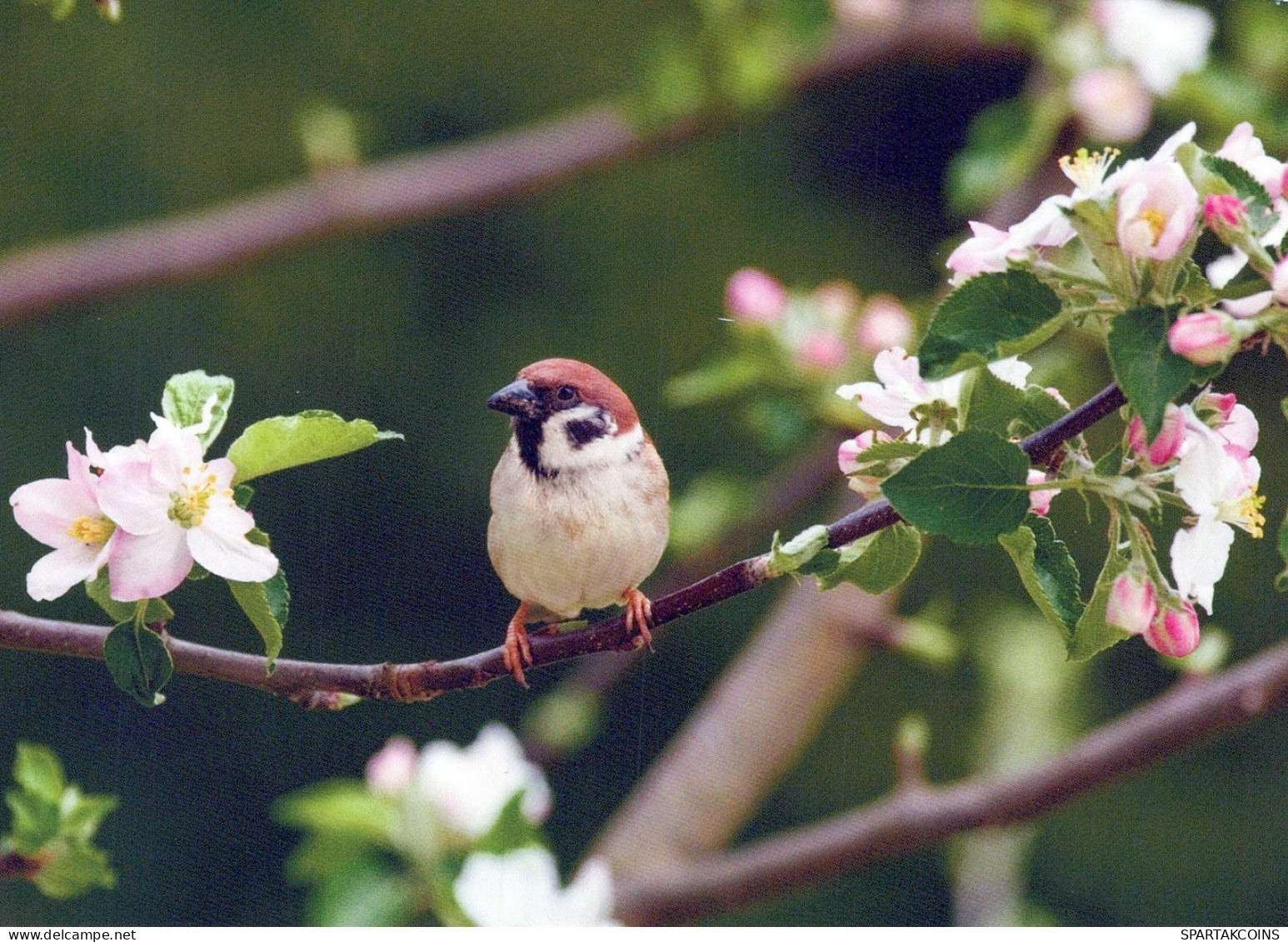 VOGEL Tier Vintage Ansichtskarte Postkarte CPSM #PAN364.DE - Pájaros