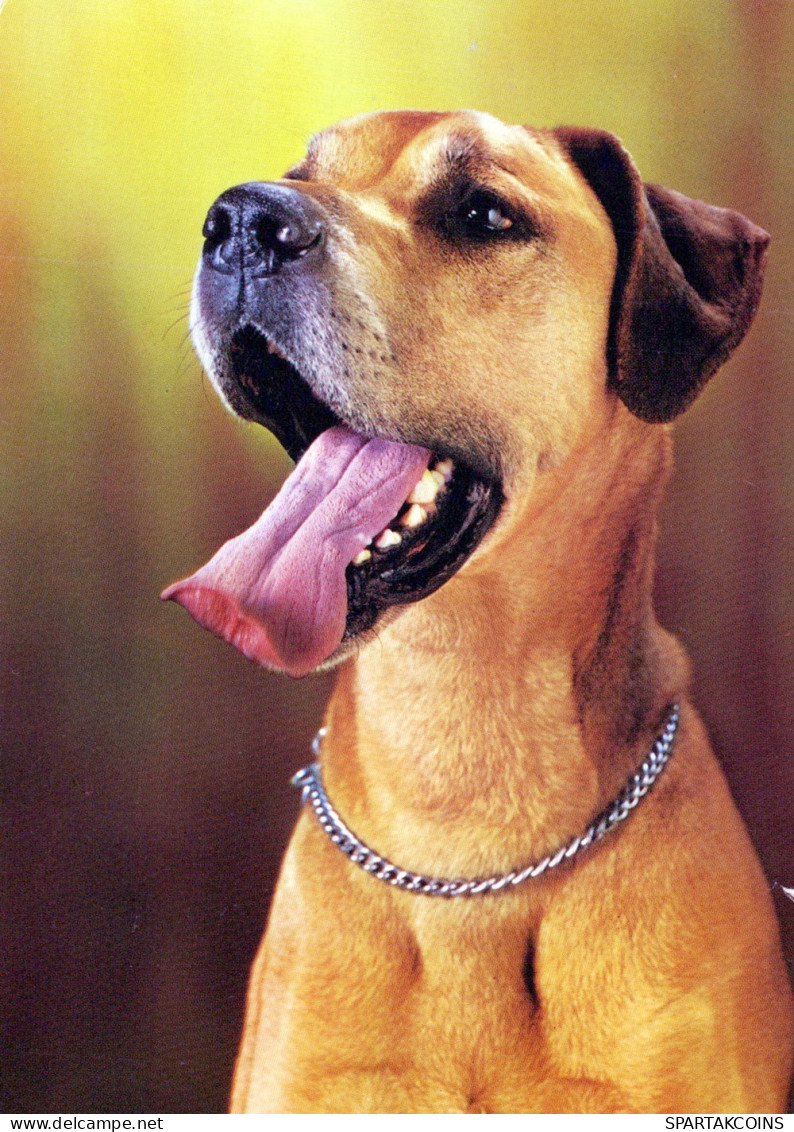 HUND Tier Vintage Ansichtskarte Postkarte CPSM #PAN621.DE - Perros