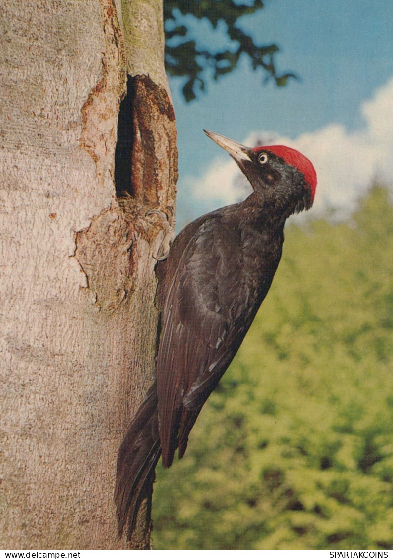 VOGEL Tier Vintage Ansichtskarte Postkarte CPSM #PAM748.DE - Pájaros