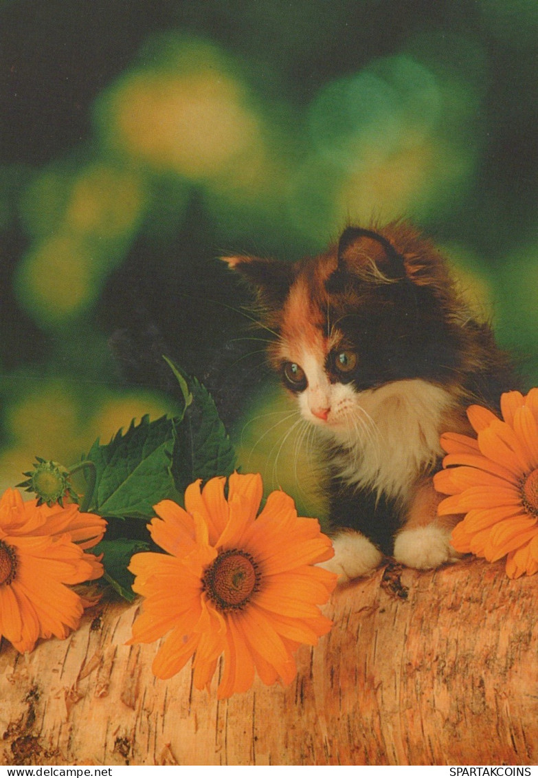 KATZE MIEZEKATZE Tier Vintage Ansichtskarte Postkarte CPSM #PAM554.DE - Cats