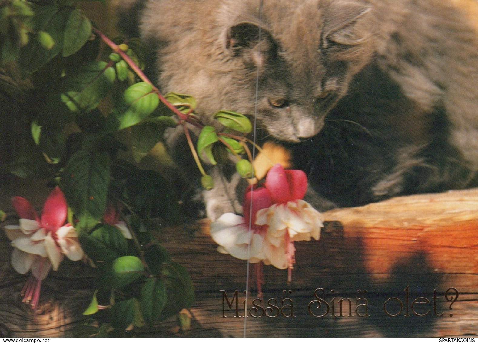 KATZE MIEZEKATZE Tier Vintage Ansichtskarte Postkarte CPSM #PAM366.DE - Chats