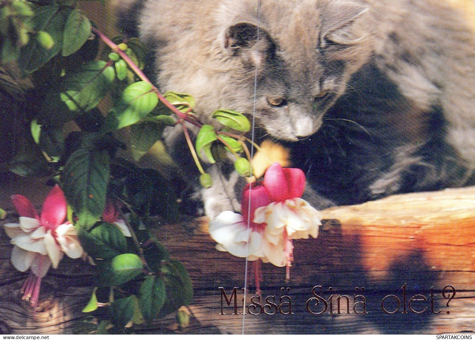 KATZE MIEZEKATZE Tier Vintage Ansichtskarte Postkarte CPSM #PAM366.DE - Cats