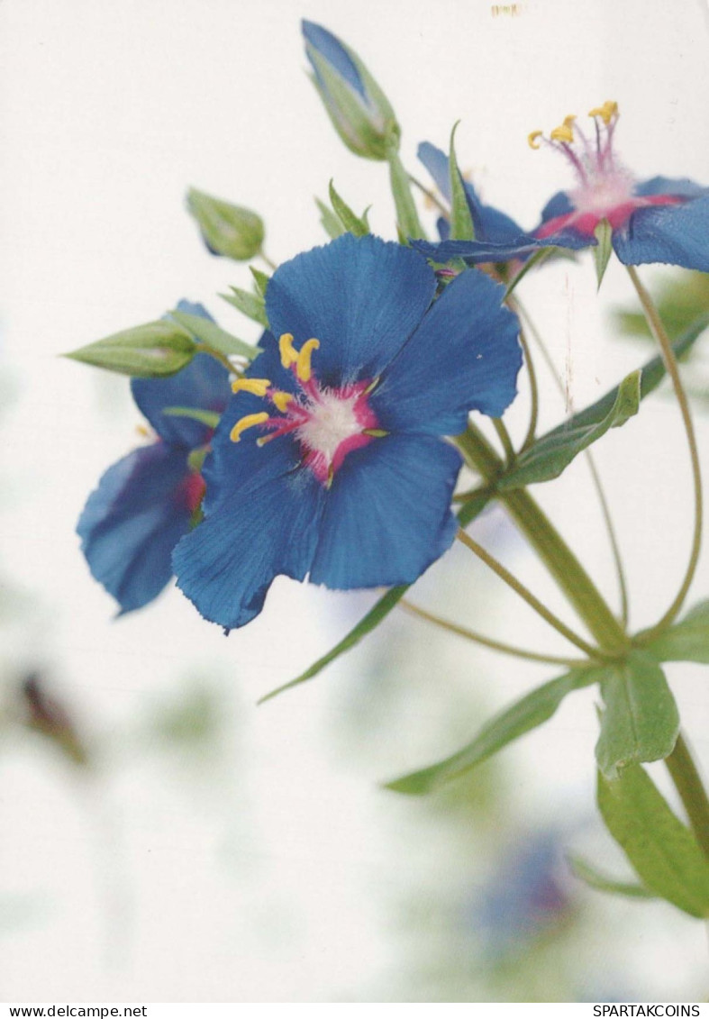 FLEURS Vintage Carte Postale CPSM #PBZ206.FR - Blumen