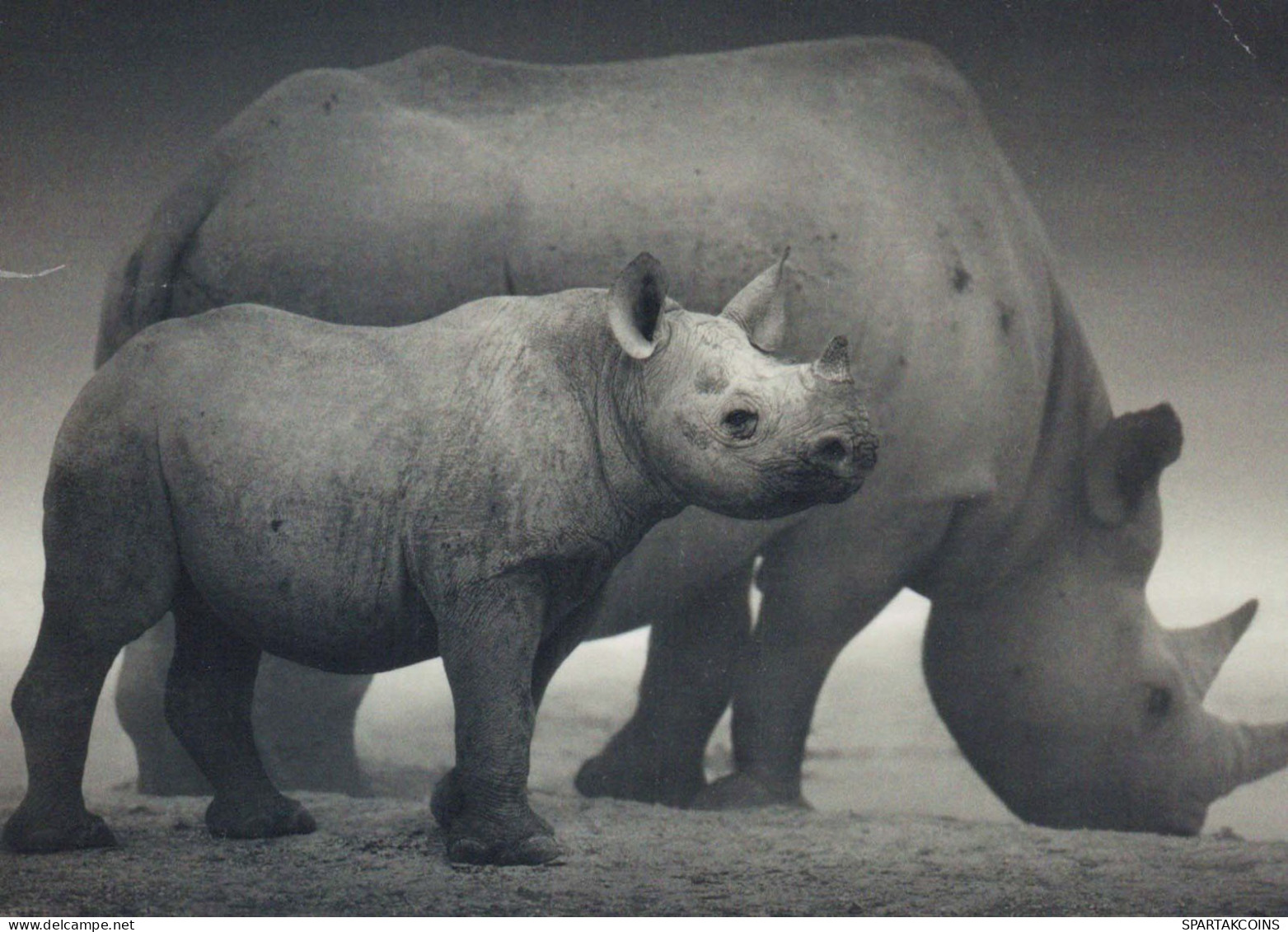 RHINOCÉROS Animaux Vintage Carte Postale CPSM #PBS731.FR - Rinoceronte