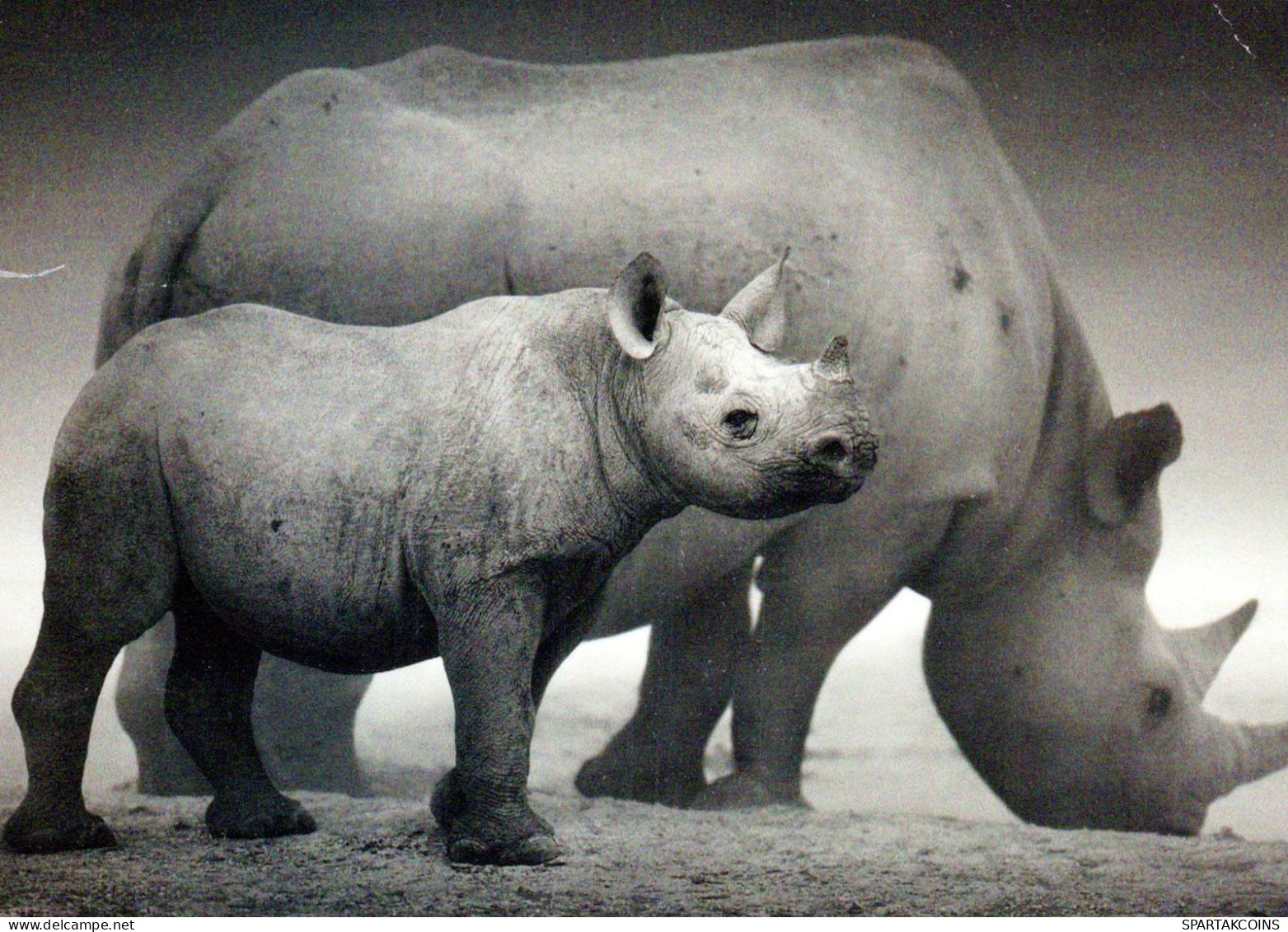 RHINOCÉROS Animaux Vintage Carte Postale CPSM #PBS731.FR - Rhinoceros