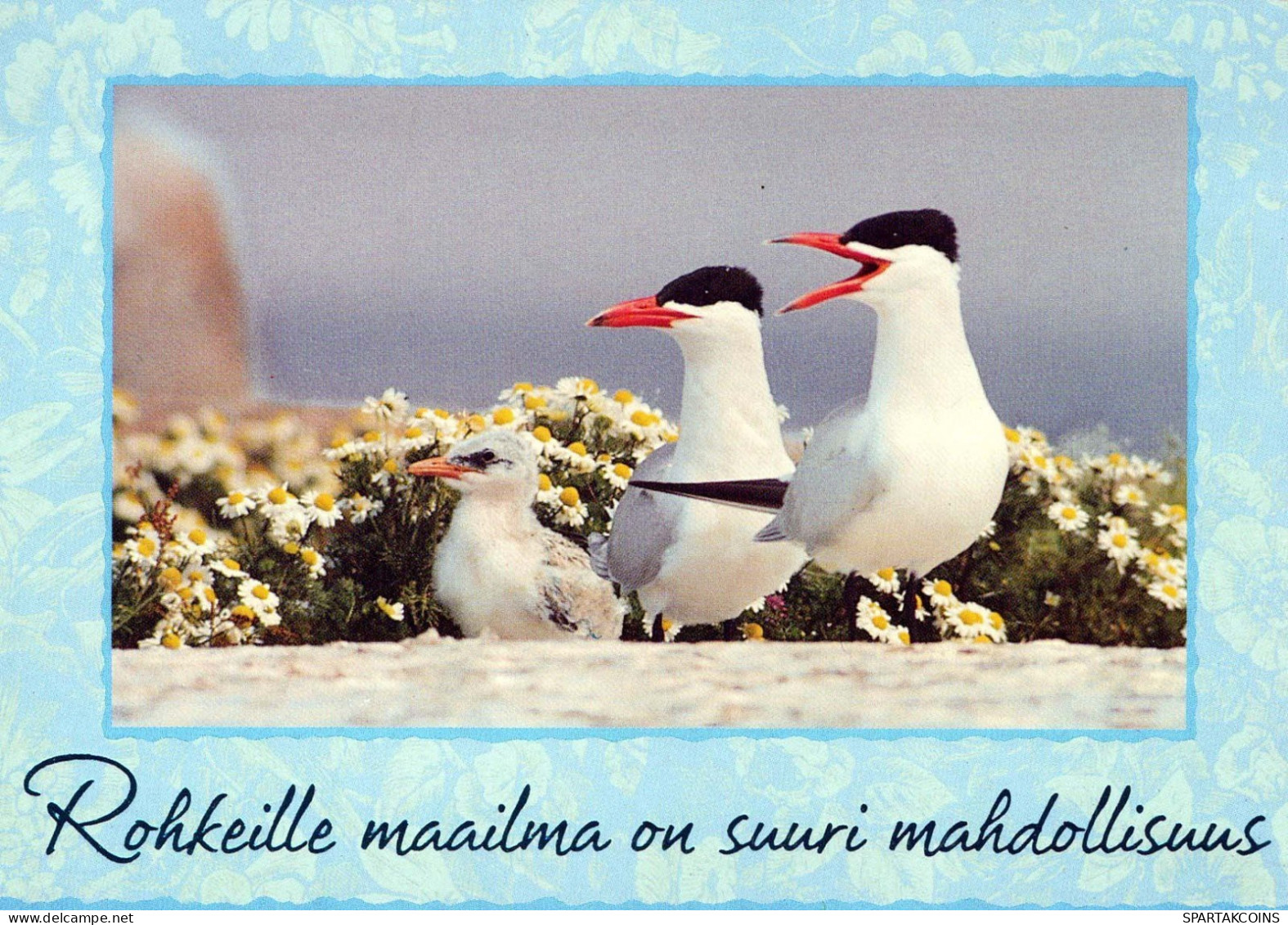 OISEAU Animaux Vintage Carte Postale CPSM #PBR495.FR - Pájaros