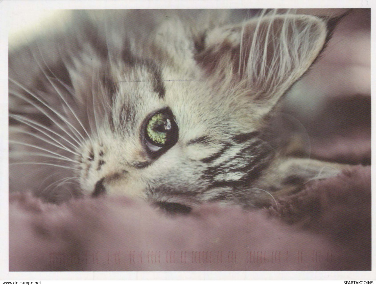 CHAT CHAT Animaux Vintage Carte Postale CPSM #PBQ718.FR - Cats