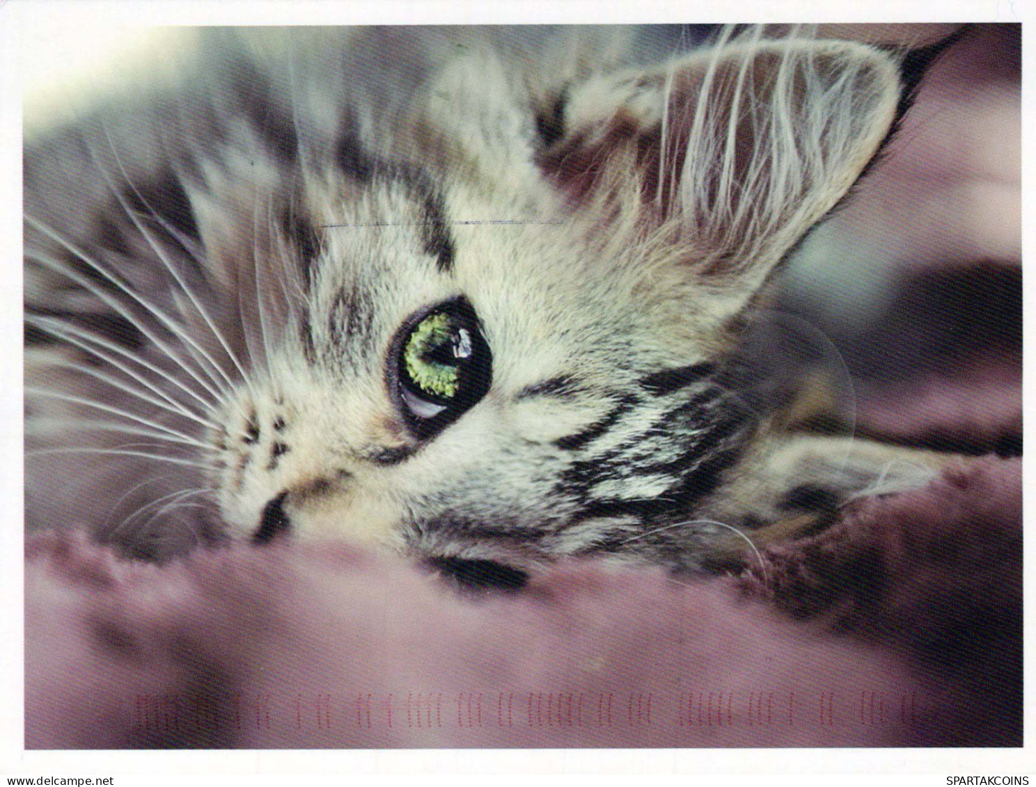 CHAT CHAT Animaux Vintage Carte Postale CPSM #PBQ718.FR - Cats