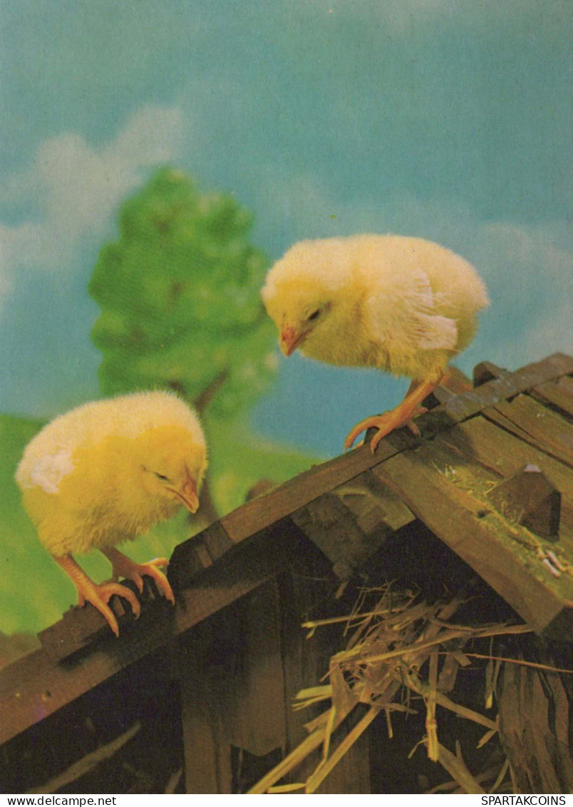 PÂQUES POULET ŒUF Vintage Carte Postale CPSM #PBO734.FR - Easter