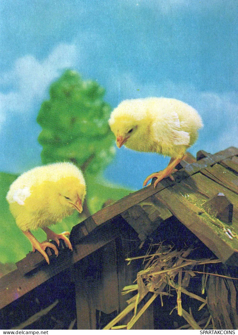 PÂQUES POULET ŒUF Vintage Carte Postale CPSM #PBO734.FR - Easter