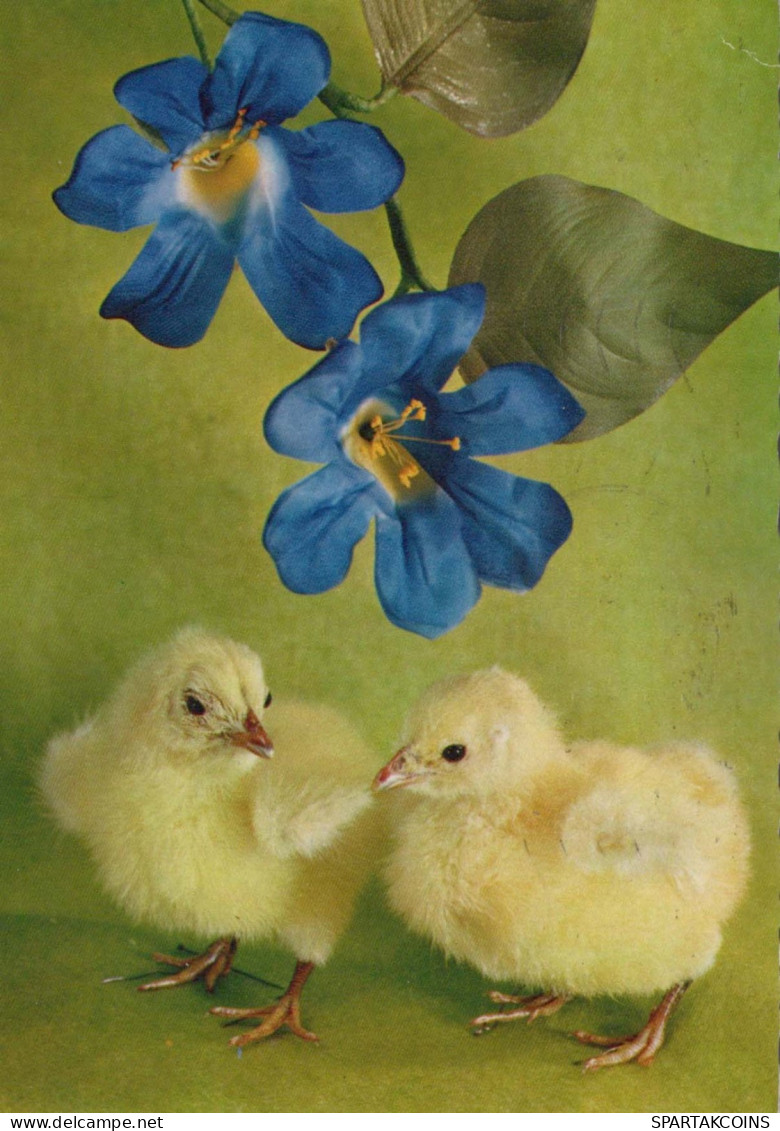 PÂQUES POULET ŒUF Vintage Carte Postale CPSM #PBO673.FR - Easter