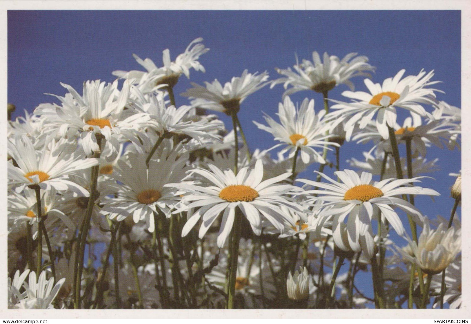 FIORI Vintage Cartolina CPSM #PAR680.IT - Flores