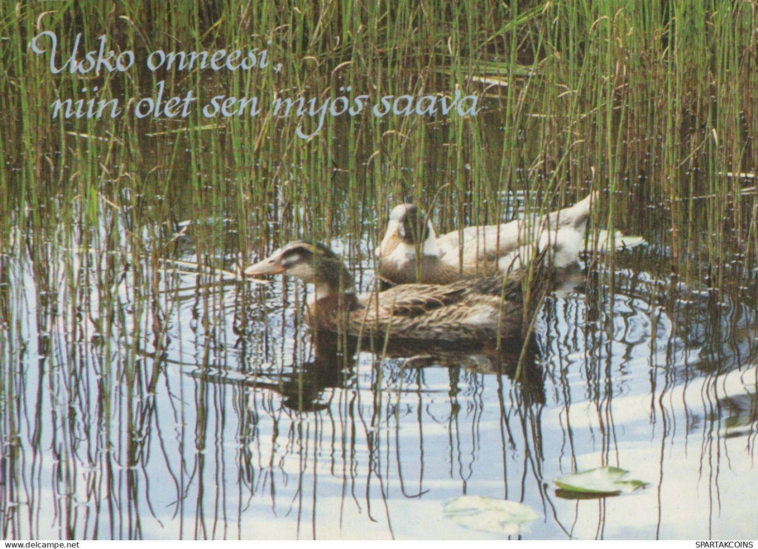 UCCELLO Animale Vintage Cartolina CPSM #PAN305.IT - Pájaros