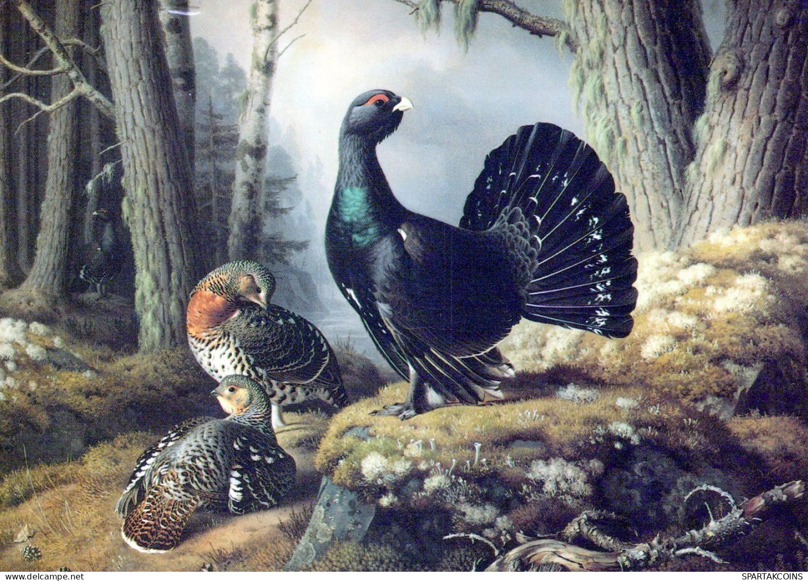 UCCELLO Animale Vintage Cartolina CPSM #PAN182.IT - Pájaros