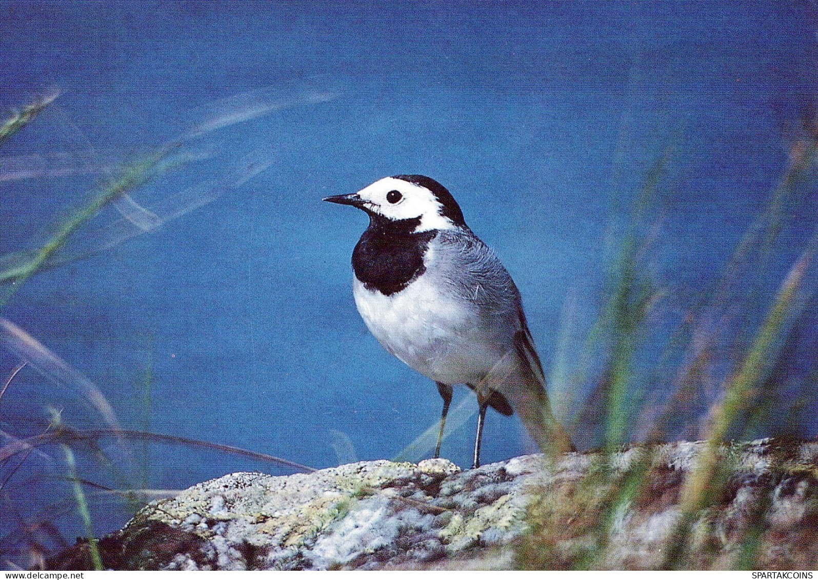 UCCELLO Animale Vintage Cartolina CPSM #PAN119.IT - Oiseaux