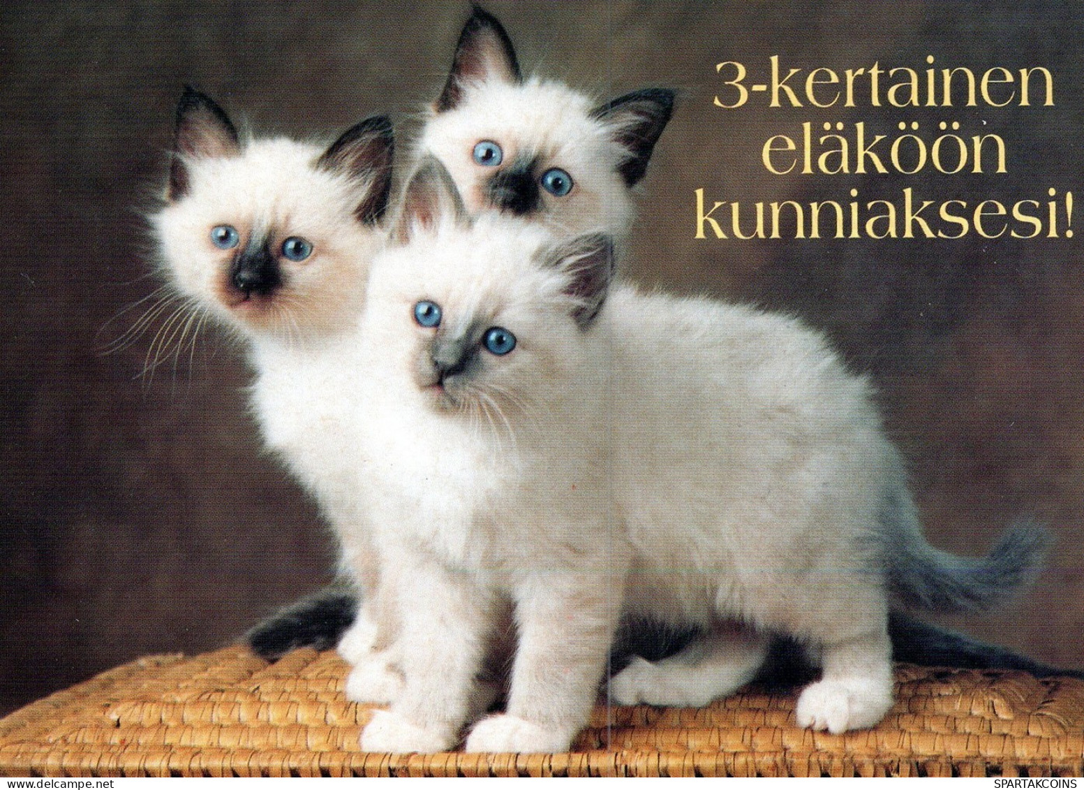 GATTO KITTY Animale Vintage Cartolina CPSM Unposted #PAM432.IT - Katzen