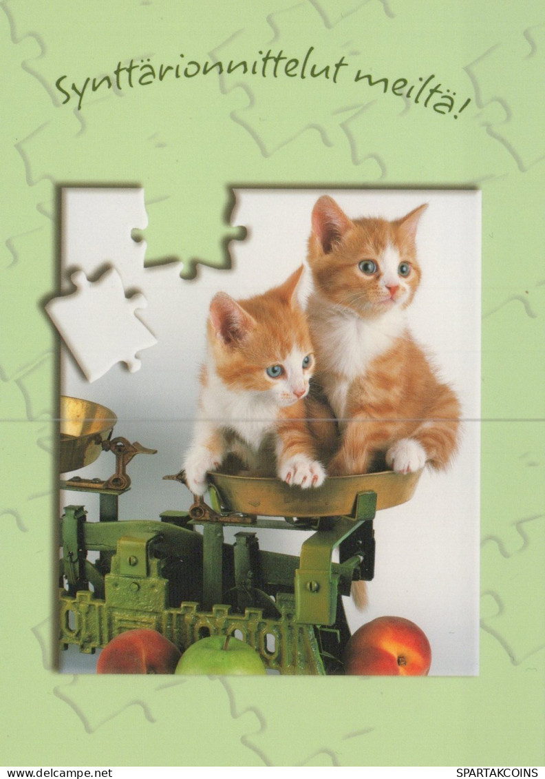 GATTO KITTY Animale Vintage Cartolina CPSM Unposted #PAM303.IT - Katzen