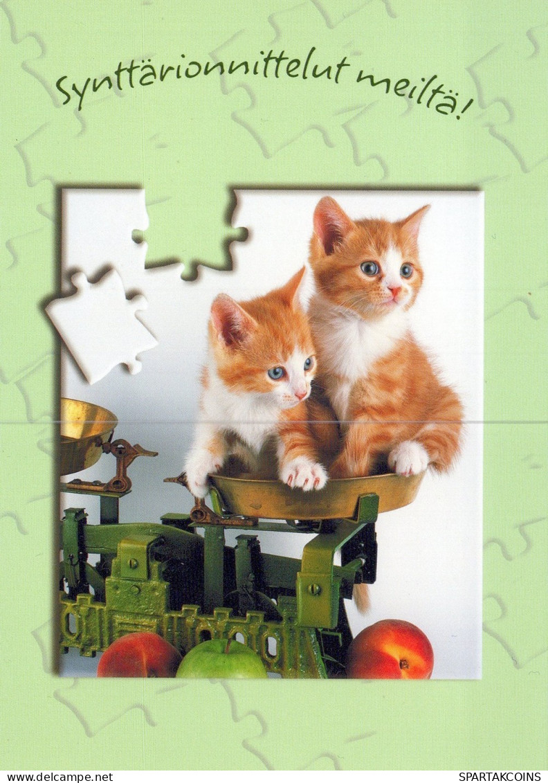 GATTO KITTY Animale Vintage Cartolina CPSM Unposted #PAM303.IT - Chats