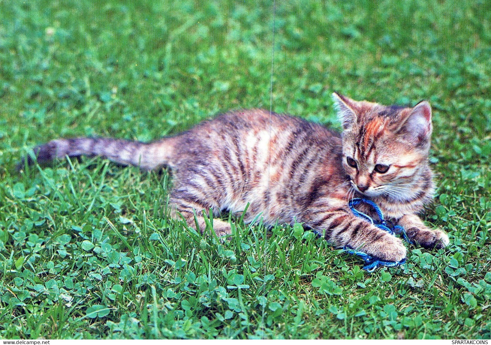 GATTO KITTY Animale Vintage Cartolina CPSM Unposted #PAM367.IT - Katzen
