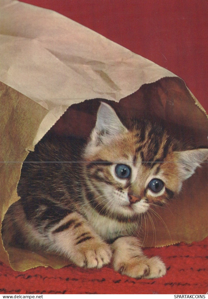 GATTO KITTY Animale Vintage Cartolina CPSM #PAM119.IT - Chats