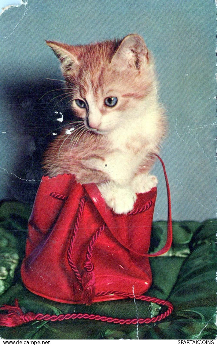 KATZE MIEZEKATZE Tier Vintage Ansichtskarte Postkarte CPA #PKE743.DE - Katzen