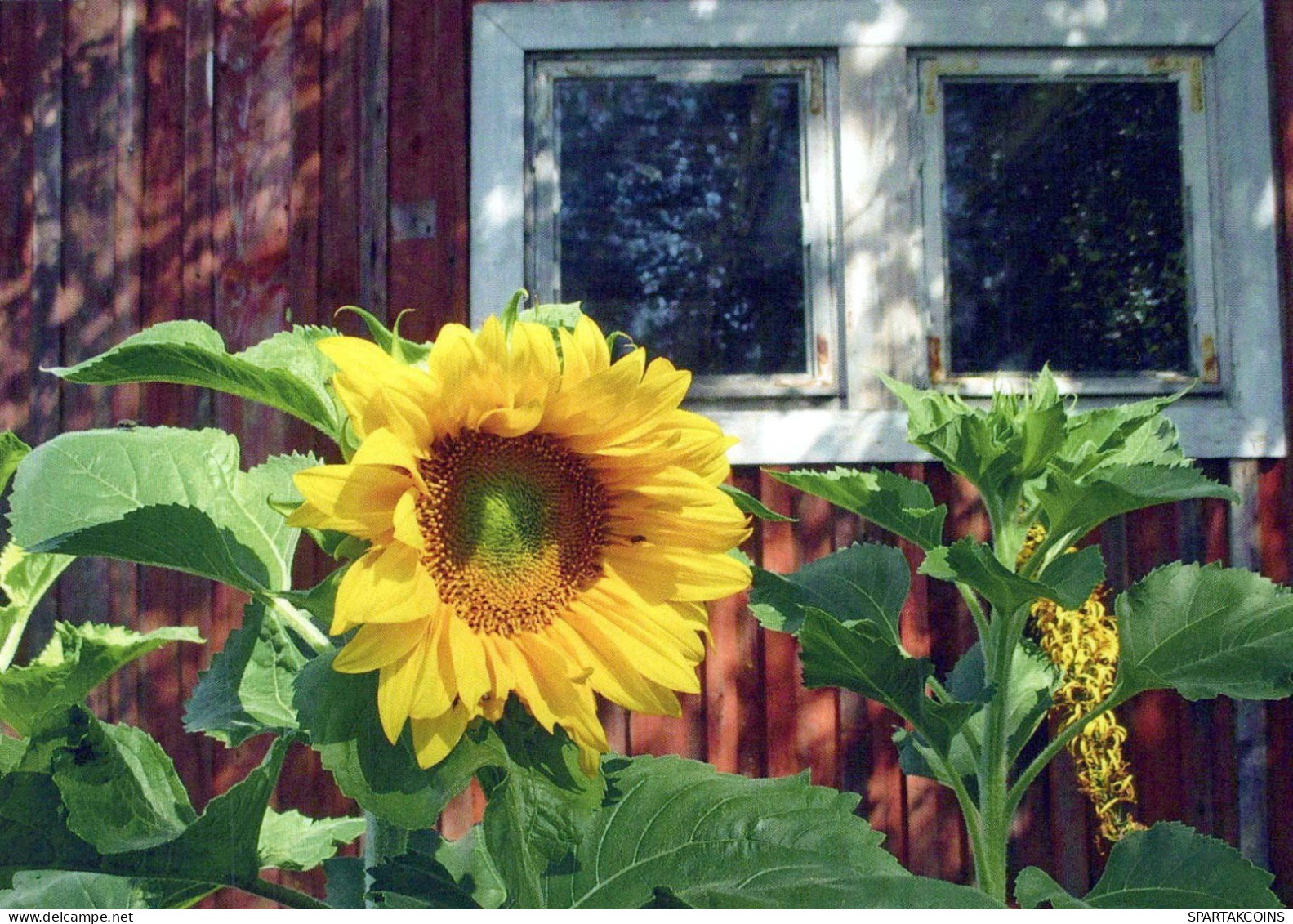 FLOWERS Vintage Ansichtskarte Postkarte CPSM #PBZ627.DE - Blumen