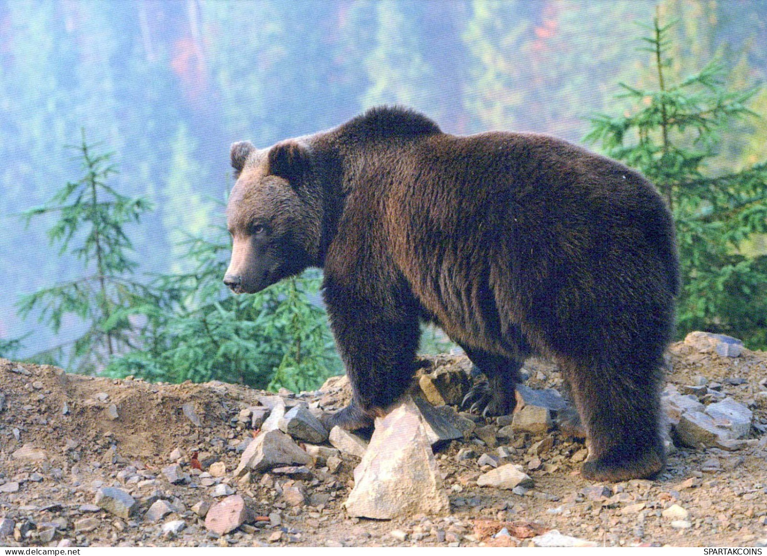 GEBÄREN Tier Vintage Ansichtskarte Postkarte CPSM #PBS101.DE - Ours