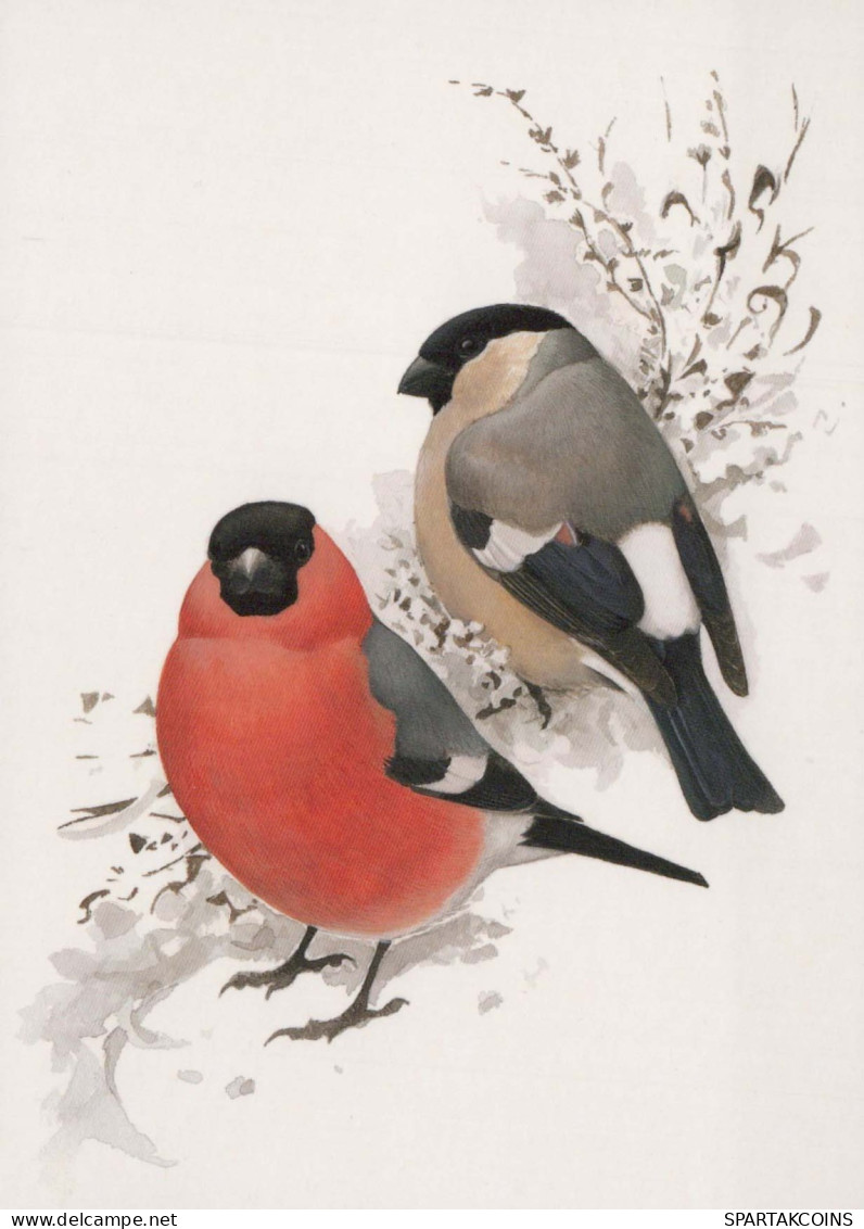 VOGEL Tier Vintage Ansichtskarte Postkarte CPSM #PBR688.DE - Pájaros