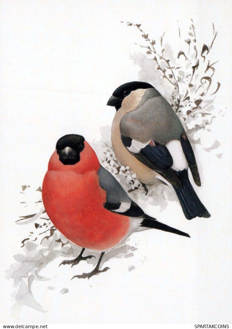 VOGEL Tier Vintage Ansichtskarte Postkarte CPSM #PBR688.DE - Oiseaux