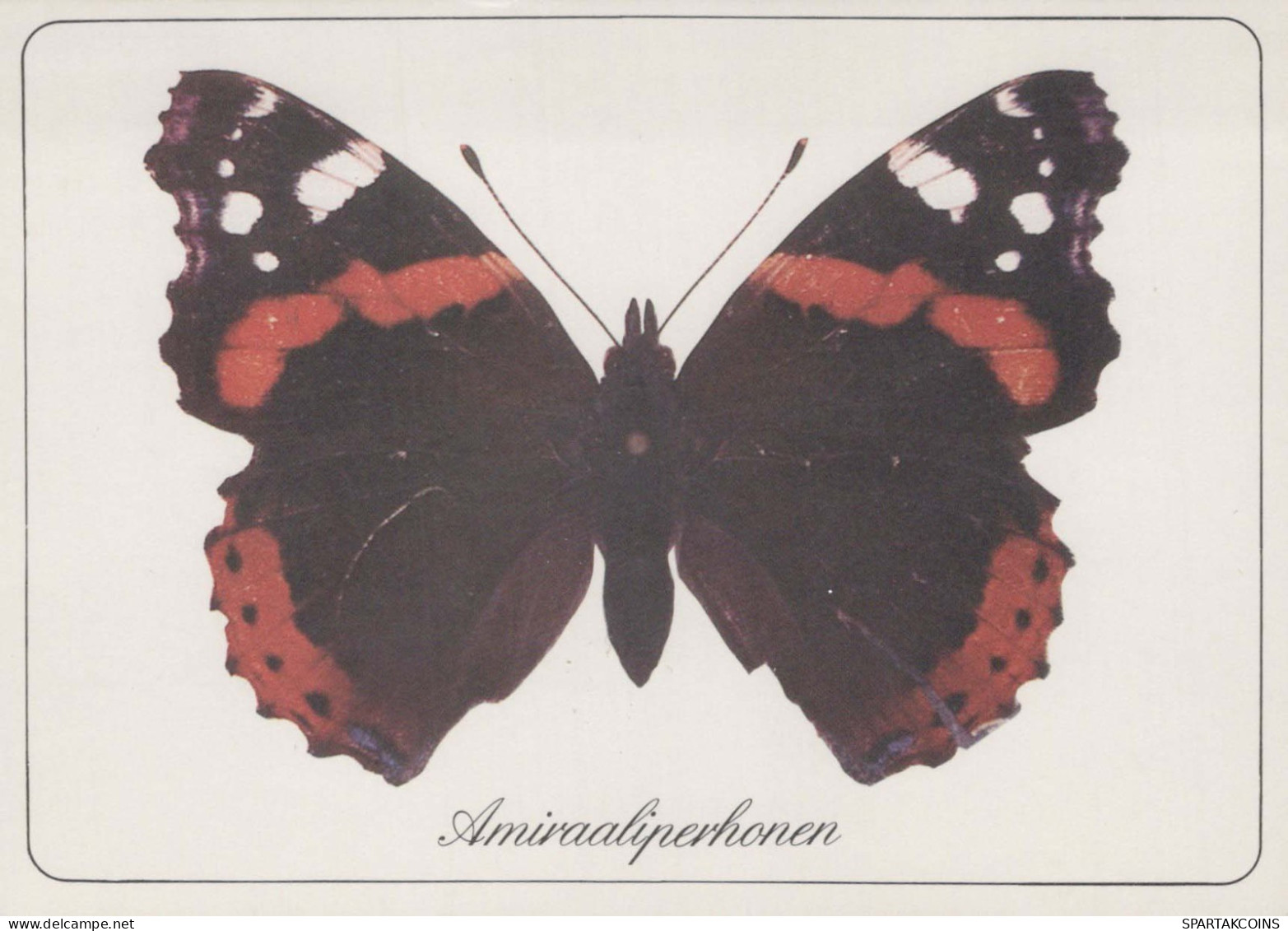 FARFALLA Animale Vintage Cartolina CPSM #PBS415.IT - Butterflies