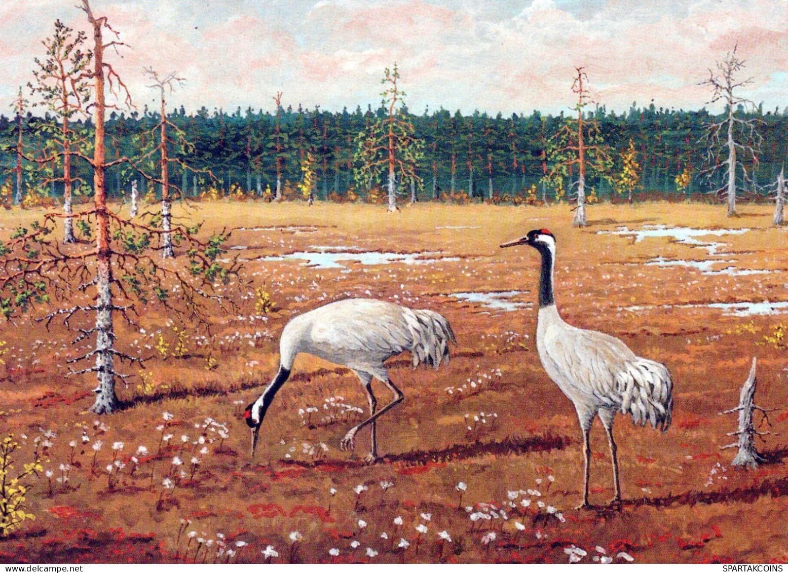UCCELLO Animale Vintage Cartolina CPSM #PBR689.IT - Birds