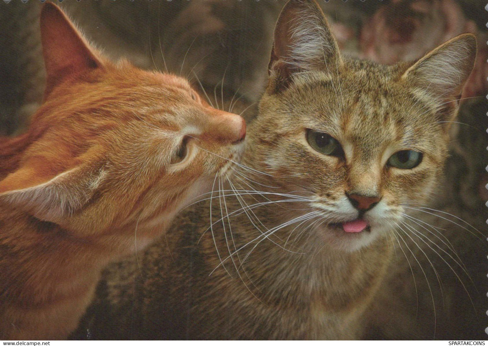 GATTO KITTY Animale Vintage Cartolina CPSM #PBQ721.IT - Katten