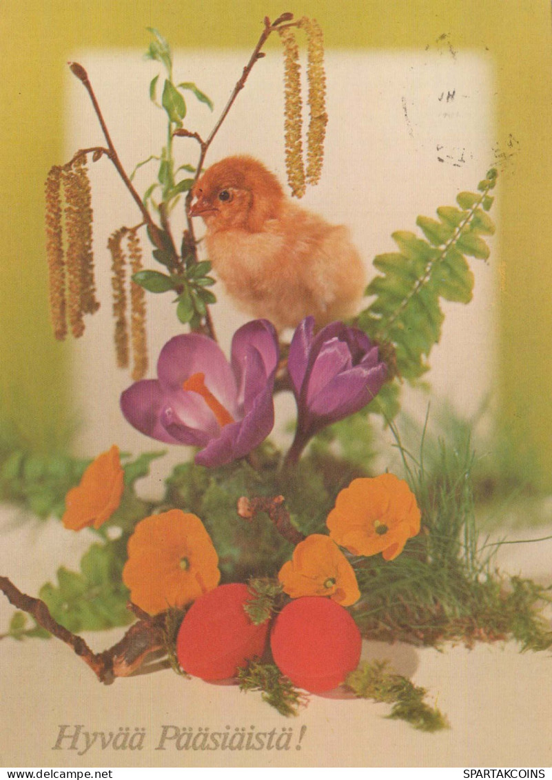 PASQUA POLLO UOVO Vintage Cartolina CPSM #PBP176.IT - Easter