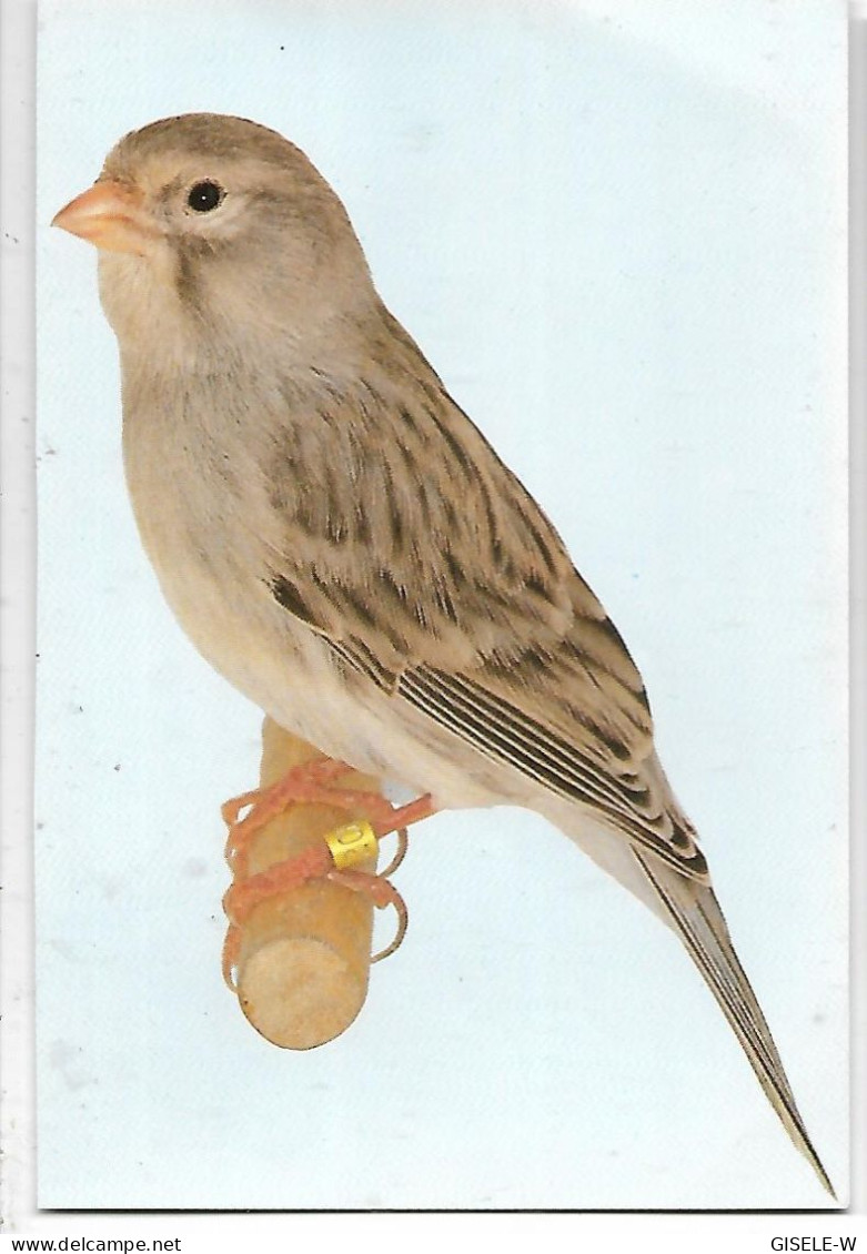 OISEAU / CANARI AGATE BLANC - Pájaros